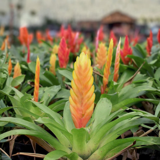 Bromeliad Plant - Vriesea Purple Cockatoo - Tropical Houseplant with Colorful Foliage - Indoor Décor Plant