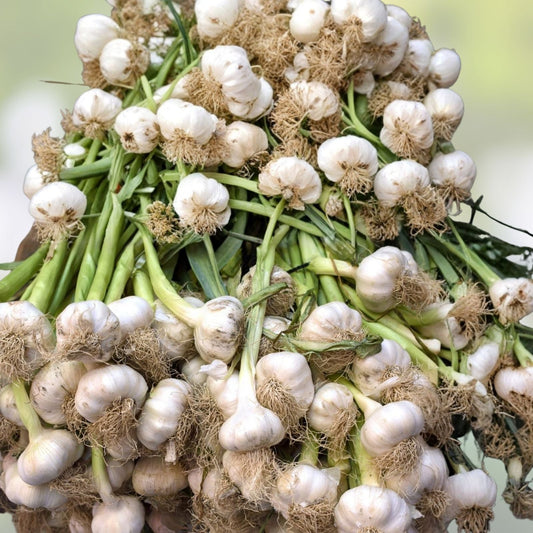Carrot Seeds 50+ Non-GMO Little Fingers Variety Daucus carota Heirloom Vegetable Seeds for Home Gardening