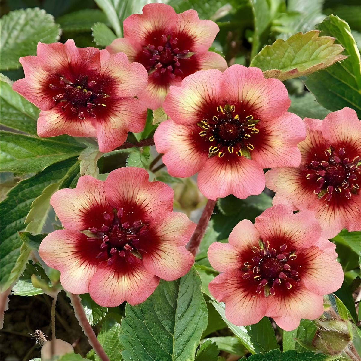 Potentilla Seeds 500 Pack - Melton Fire Deep Pink Perennial Flower - Attracts Pollinators - Summer Blooming Plant