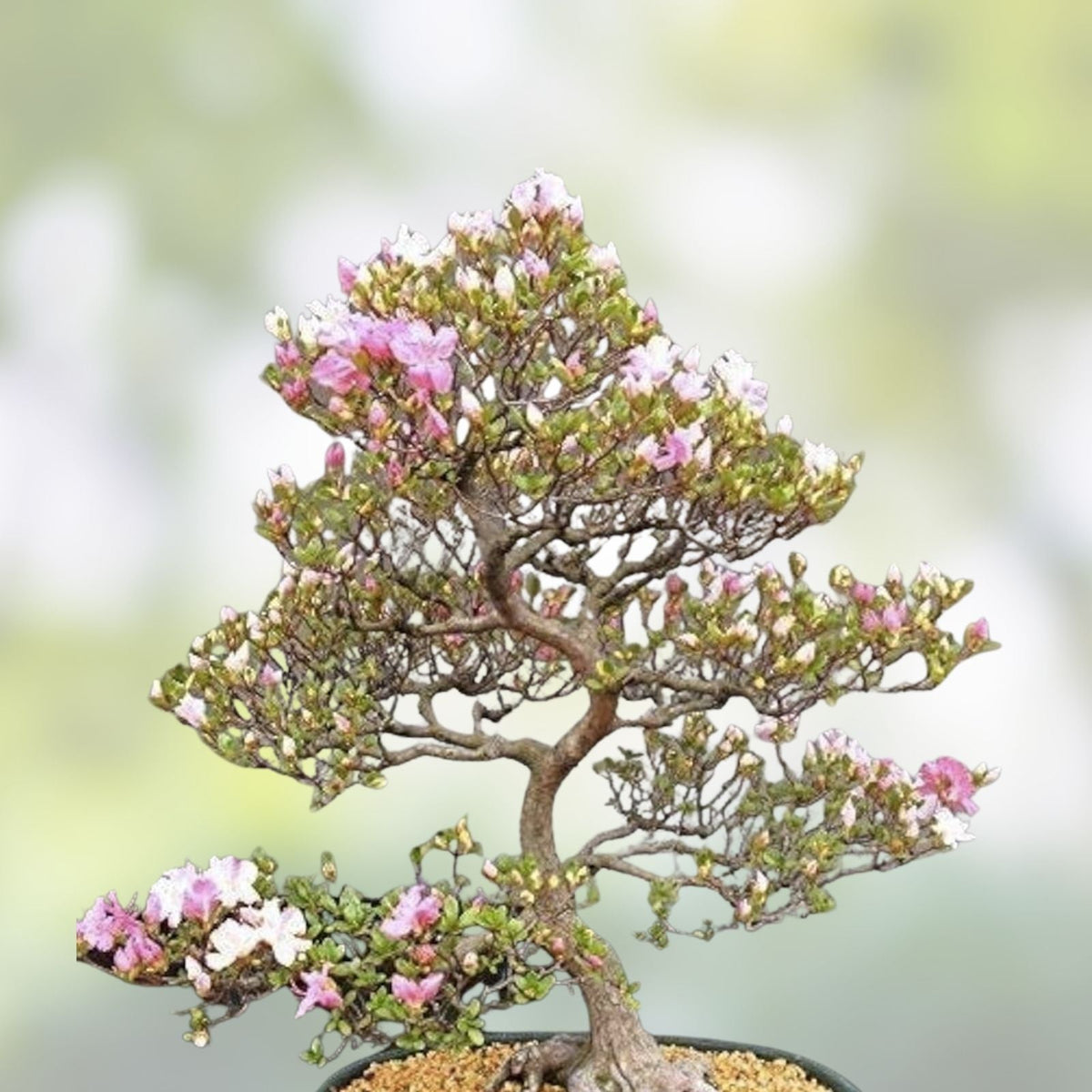 Japanese Cherry Bonsai Tree Seeds 20 Pack Prunus serrulata for Gardening and Indoor Planting