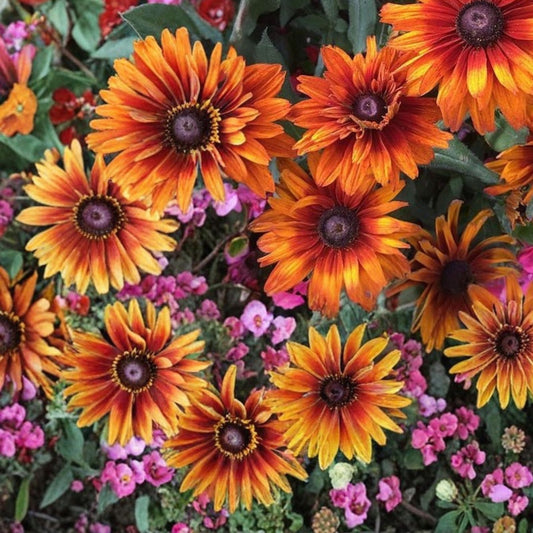 Sunset Black Rudbeckia Seeds 125+ Annual Flower Garden Seeds Rudbeckia hirta