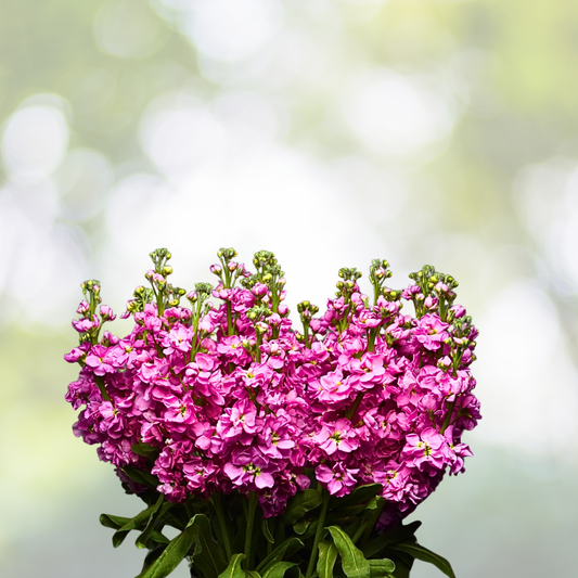 Verbena Seeds - 100 Count - Moss Sweetheart Kisses - Tender Perennial for Butterflies & Bees - Verbena Hybrid