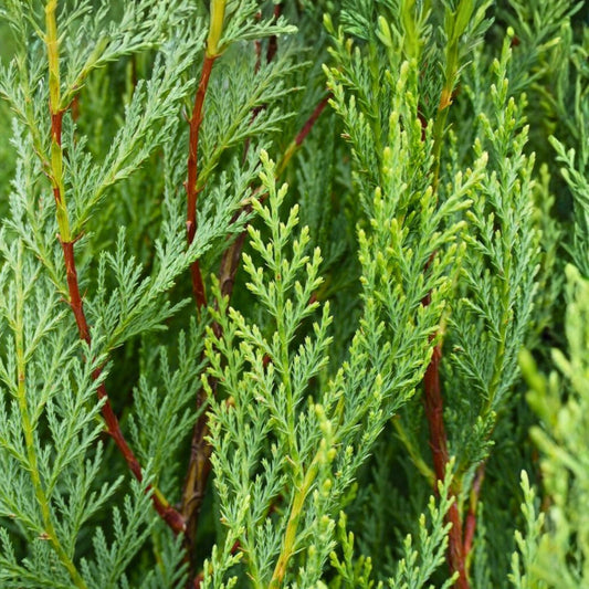Leyland Cypress Tree Starter Plant - 3 Bare Root Evergreen Hedge Plants (Cupressocyparis leylandii) for Privacy & Windbreaks