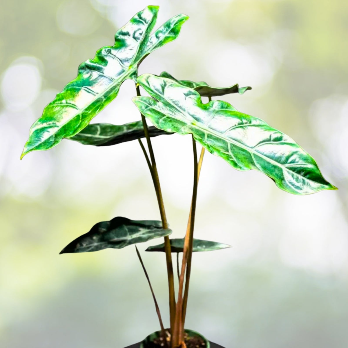 Alocasia X 'Chantrieri' Plant - 4" Pot - Rare Tropical Houseplant with Exotic Green Foliage - Indoor Decor