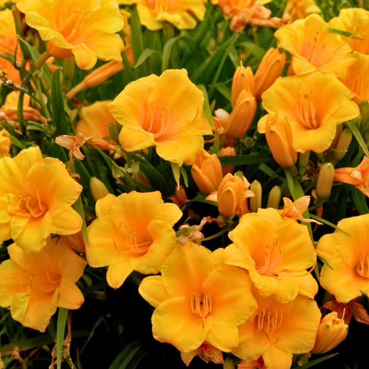 Stella De Oro Daylily Live Plant 6-Pack, Yellow, Reblooming, Drought Tolerant, Bare Root, Hemerocallis