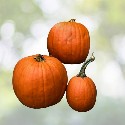 Organic Dickinson Pumpkin Seeds 10 Pack Heirloom Variety USA Grown Cucurbita pepo