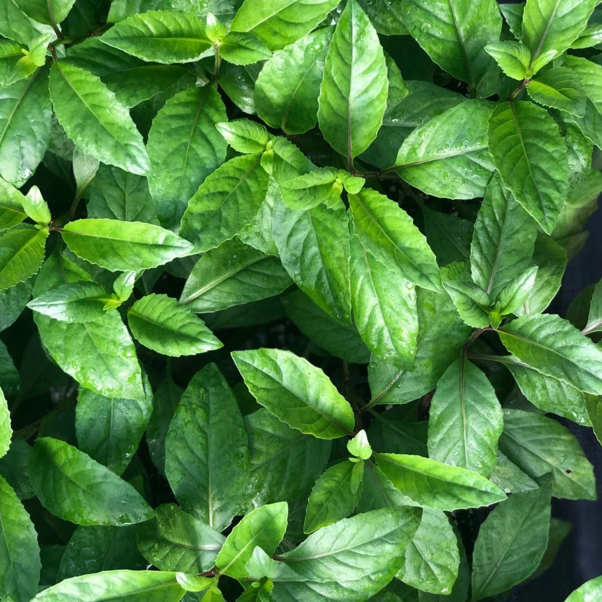 Longevity Spinach Cuttings 16 Pack Gynura Procumbens Edible Herb for Food Forest Gardening