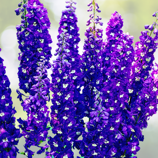 Rocket Larkspur Seeds 500 Non-GMO Dark Blue Purple Flowers Delphinium for Pollinators