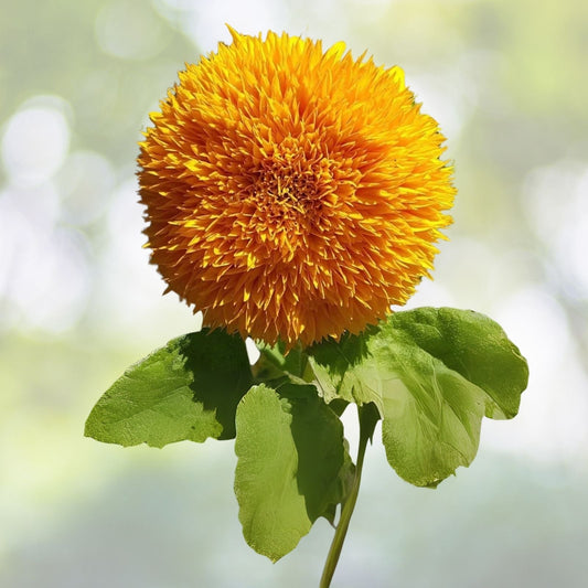 Teddy Bear Sunflower Seeds | 20 Seeds | Exotic Garden Flower | Helianthus annuus