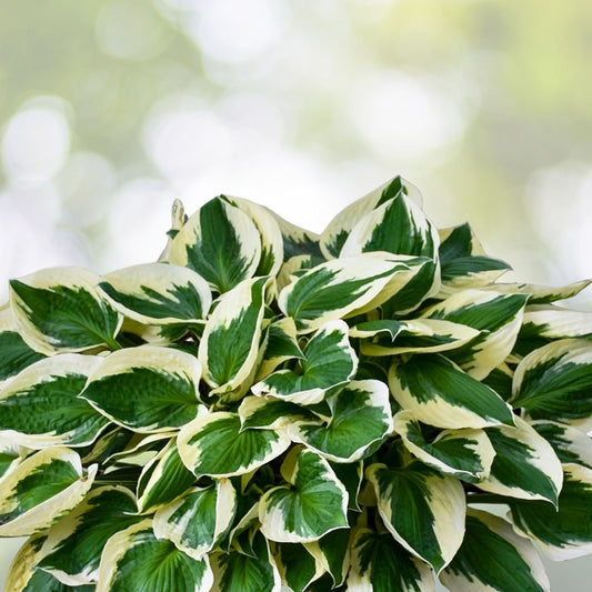 Patriot Variegated Hosta Root Plant - Large Size, Shade-Loving, White Margins, Hosta 'Patriot'