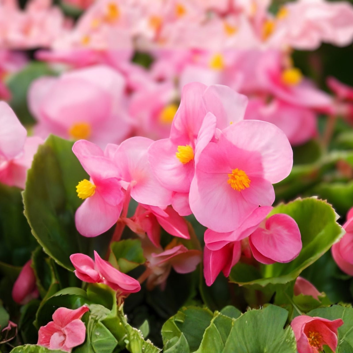 Begonia Seeds 45 or 125 Count Pink Charm Variety Pink Flower Seeds Begonia x tuberhybrida