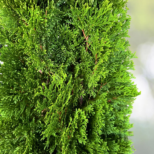 Emerald Green Arborvitae Trees Starter Plants - Thuja occidentalis 'Emerald Green' for Privacy Landscaping - 20 Pack