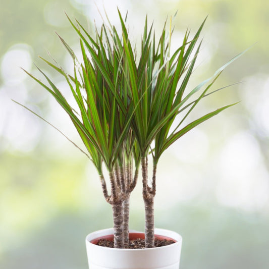 Dracaena Marginata Live Plant - Dragon Tree - Indoor Air Purifying Houseplant - Low Maintenance - 1 Plant