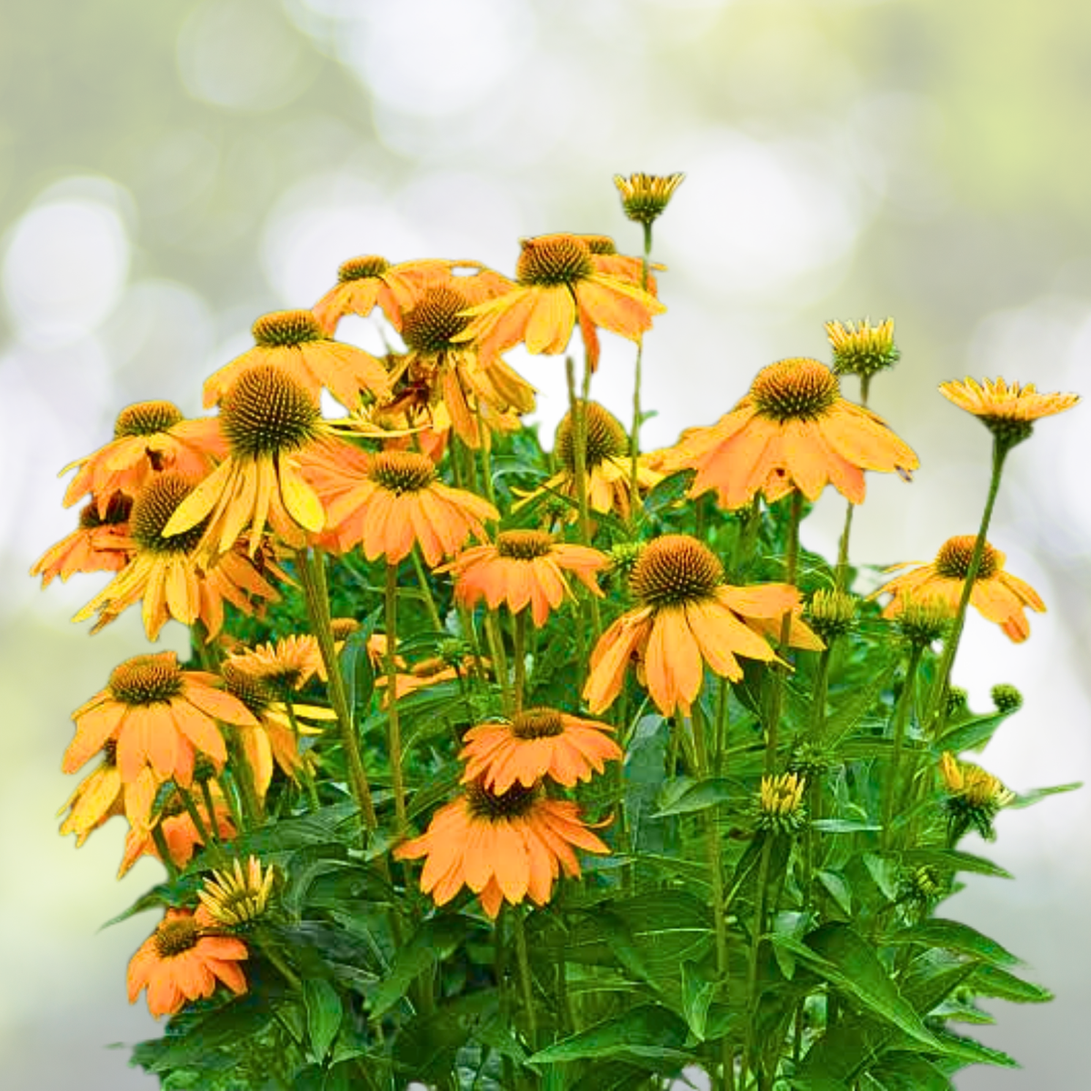 Echinacea Starter Plant - Artisan Yellow Ombre Coneflower - Echinacea purpurea