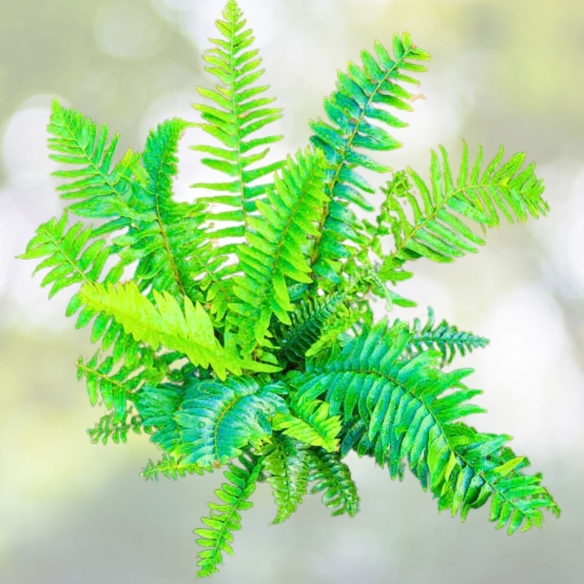 Large 3.5 Inch Potted Western Sword Fern - Polystichum munitum - Indoor Plant with Lush Green Foliage, Low Maintenance
