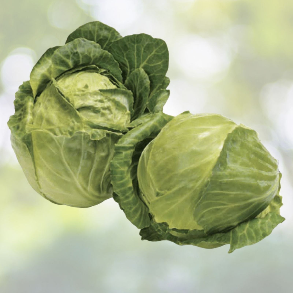 Early Golden Acre Cabbage Seeds - 200+ Pack, Chinese Cabbage, White Center, Brassica oleracea, 3lbs USA