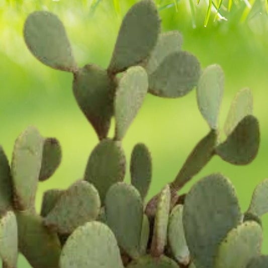 Eastern Prickly Pear Cactus   Large 3 Pads   Cold Hardy   Opuntia ficus indica