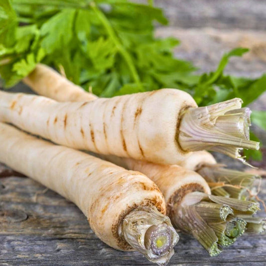 Parsnip Seeds 100 Count All American Heirloom Non-GMO Pastinaca sativa Vegetable Gardening Supplies