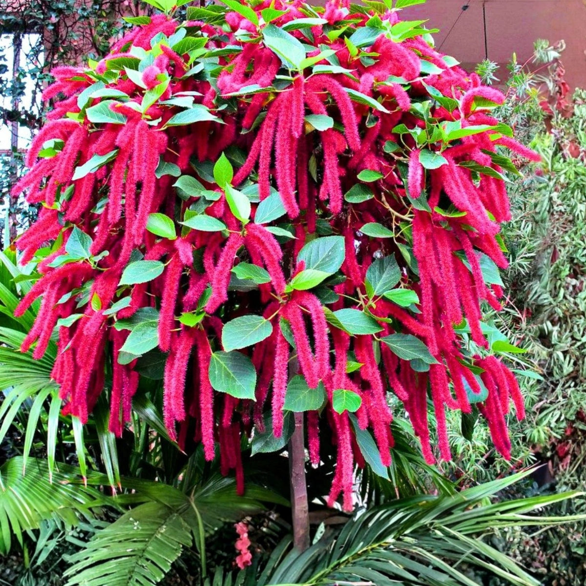 Cat Tail Chenille Plant 5in Pot Red Hot Cattail Acalypha hispida Exotic Fuzzy Flowering Houseplant Indoor Decor