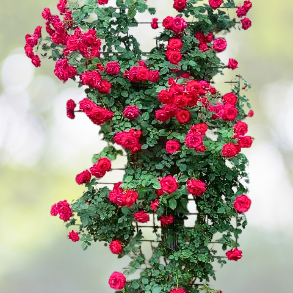 20pcs Red Climbing Rose Seeds - Rare Non-GMO Heirloom Variety - Rosa spp. for Your Garden