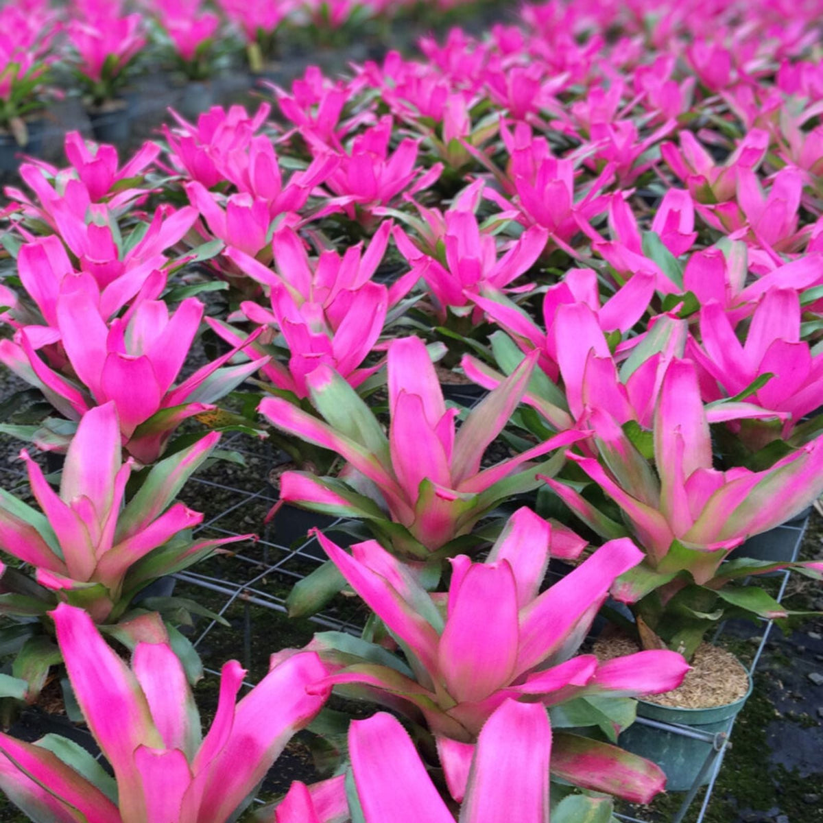 Neoregelia Romance Plant 6" Pot - Tropical Bromeliad - Neoregelia spp. - Easy Care Indoor Houseplant with Colorful Foliage