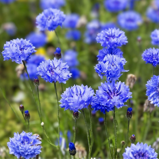 Dwarf Blue Bachelor Button Seeds - 100+ Centaurea cyanus Border Flower, Ornamental Garden Flower, Blue Color