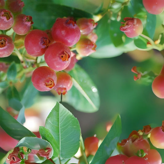 Pink Lemonade Blueberry Plant - Rooted - Self-Pollinating - Vaccinium corymbosum - Zones 5-8