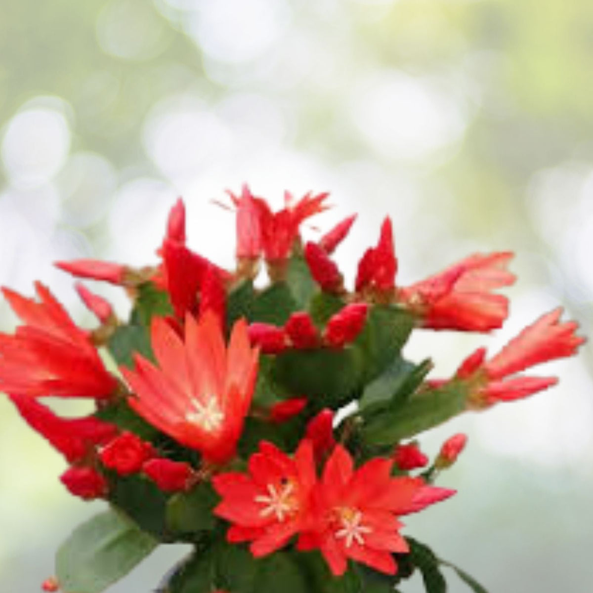 Red Easter Cactus Live Plant 3 Inch Pot Spring Cactus Hatiora gaertneri