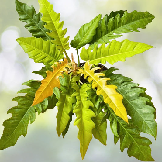 Philodendron Ring of Fire 4” Rare Variegated Aroid Unique Orange Cream Green Foliage Philodendron 'Ring of Fire'