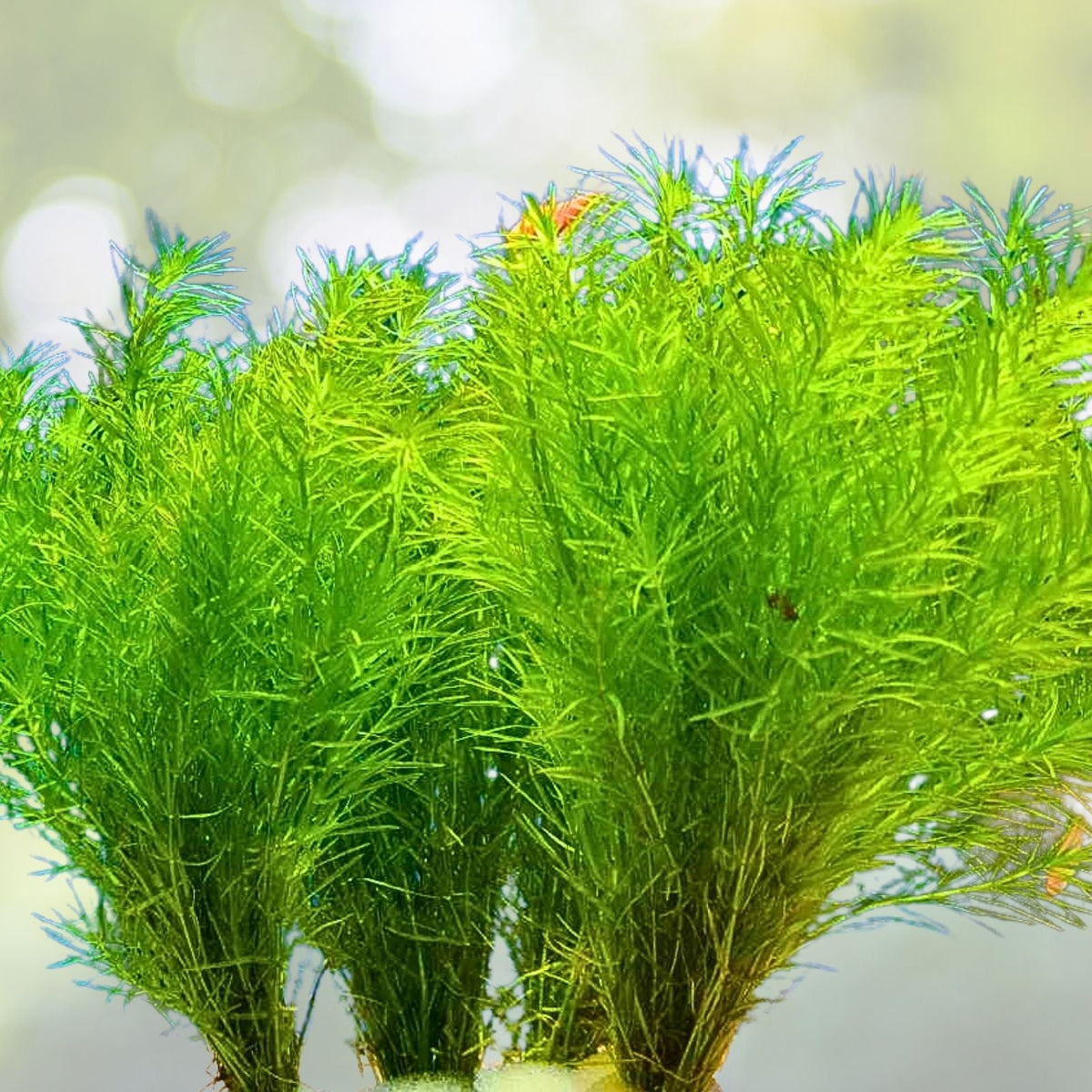 Guppy Grass 7 Stems - Live Aquarium Plant Najas Guadalupensis - Easy Care Pond Plant for Freshwater Aquariums