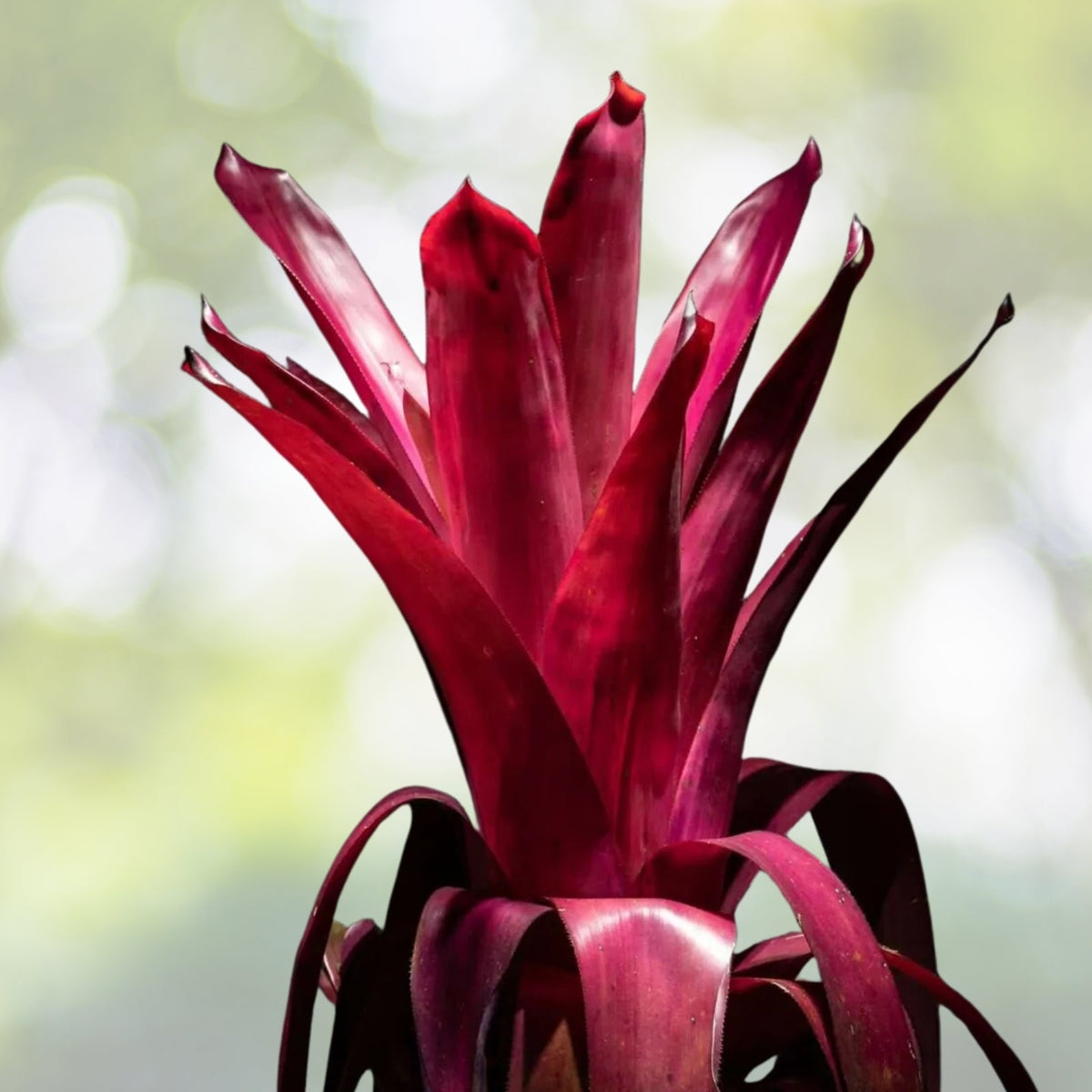 Bromeliad Aechmea Don Juan 9" Pot, Tropical Houseplant with Unique Colorful Foliage, Easy Care Indoor Plant