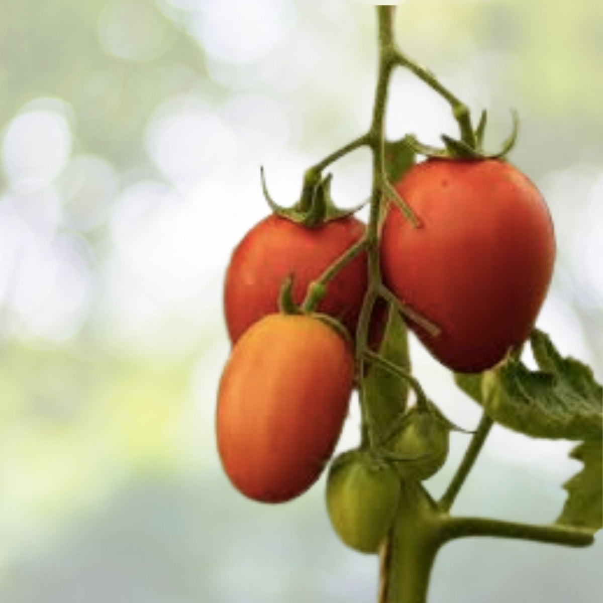 Bradley Tomato Seeds | NON-GMO Heirloom | Fresh Organic Variety | Solanum lycopersicum