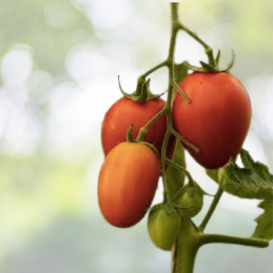 Bradley Tomato Seeds | NON-GMO Heirloom | Fresh Organic Variety | Solanum lycopersicum