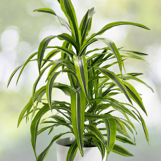 Live Dracaena Fragrans Lemon Lime Plant | Air-Purifying Houseplant with Green & Yellow Foliage | Dracaena Fragrans