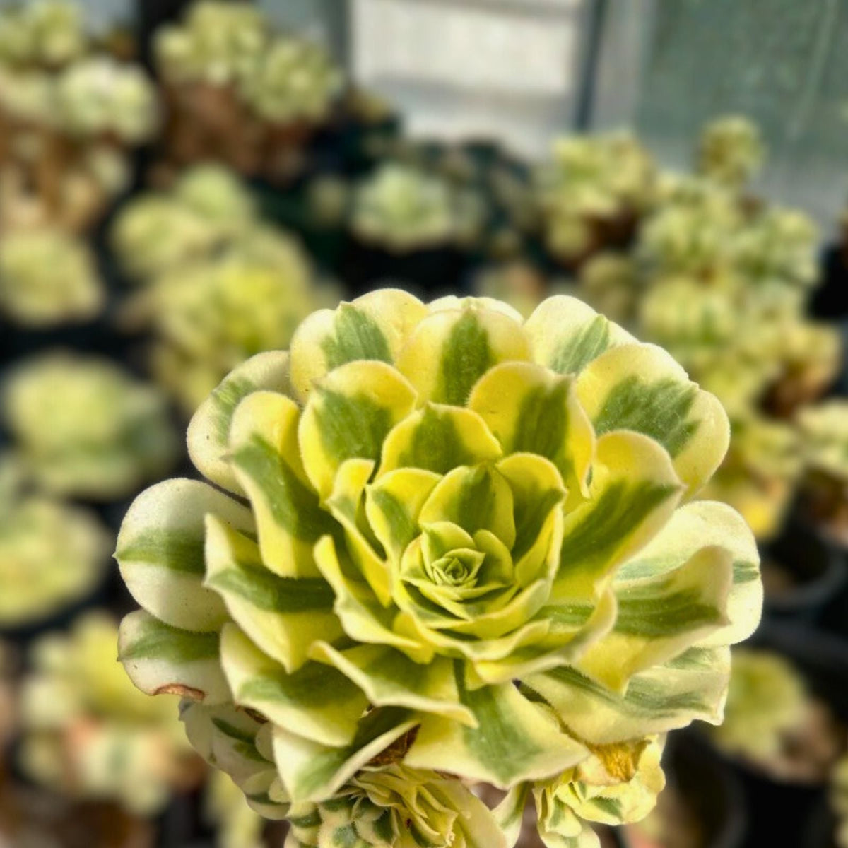Rare Aeonium Succulent - Voodoo Brushed Cluster, Variegated Houseplant - Aeonium 'Voodoo'