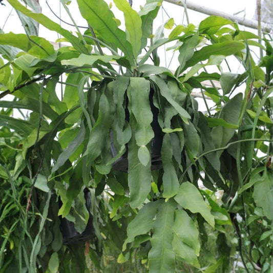 Rare Epiphyllum Crenatum Beavertail Cutting – Unique Succulent Plant, 6-8 Inches, Fresh Cactus Cuttings