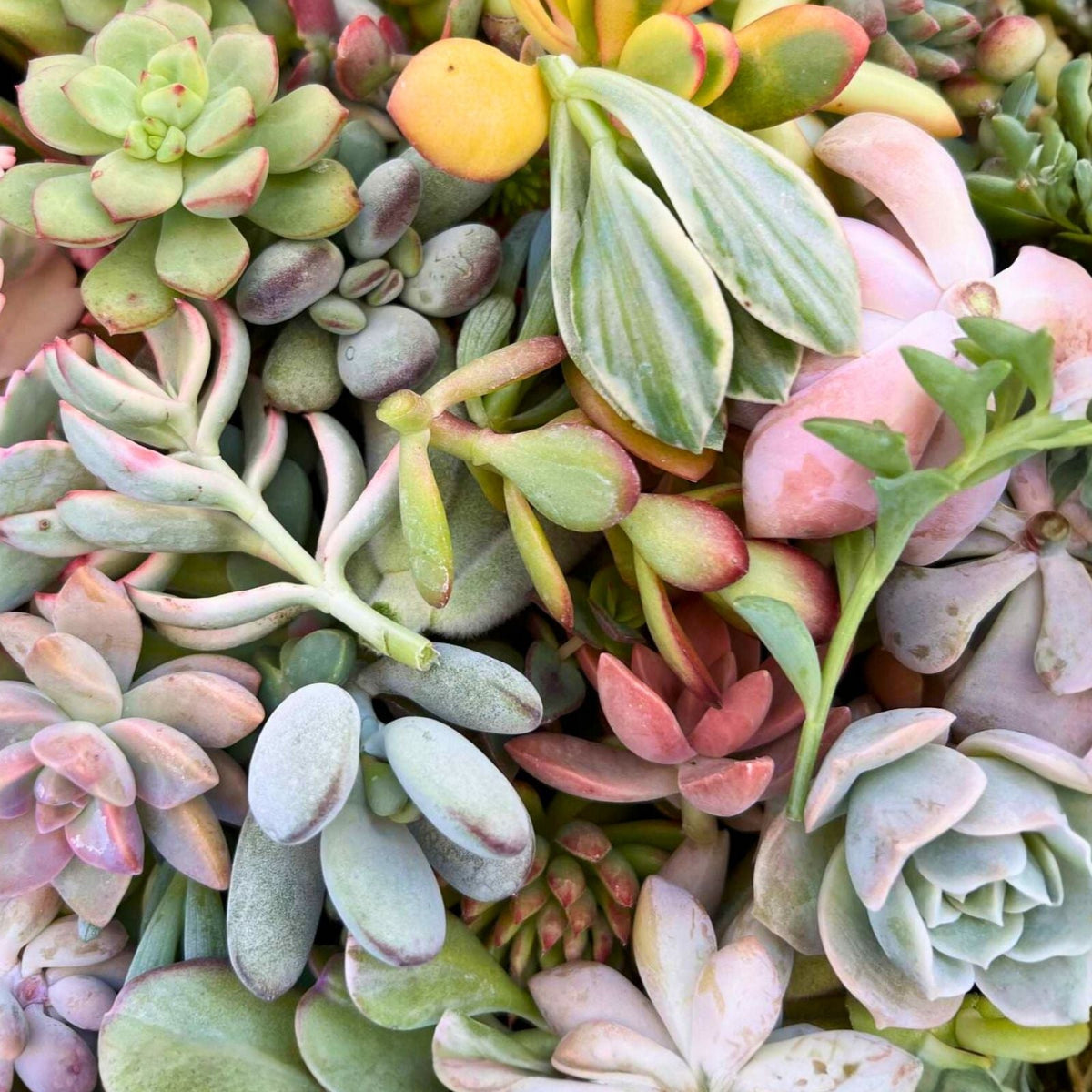 Fresh Succulent Cuttings Assortment - 5 Unique Varieties + 1 Free - Perfect for Plant Lovers and DIY Gardening Projects