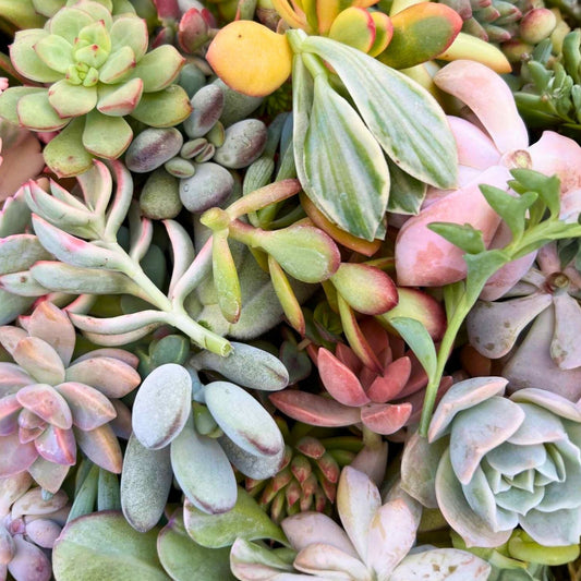 Fresh Succulent Cuttings Assortment - 5 Unique Varieties + 1 Free - Perfect for Plant Lovers and DIY Gardening Projects
