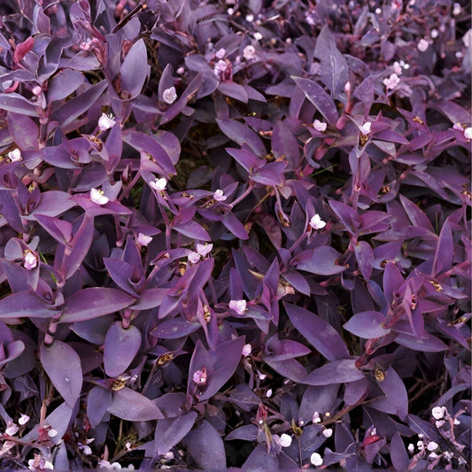 Wandering Jew Cuttings Set of 3 - Purple Heart Tradescantia pallida - Not Rooted Starter Plants for Hanging Pots and Gardens
