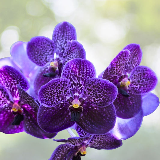 Vanda Orchid Plant - Large-Flowered Hybrid - Two-Tone Pink & Red Blooms - Vanda Taweesuksa - Healthy Blooming Size Available