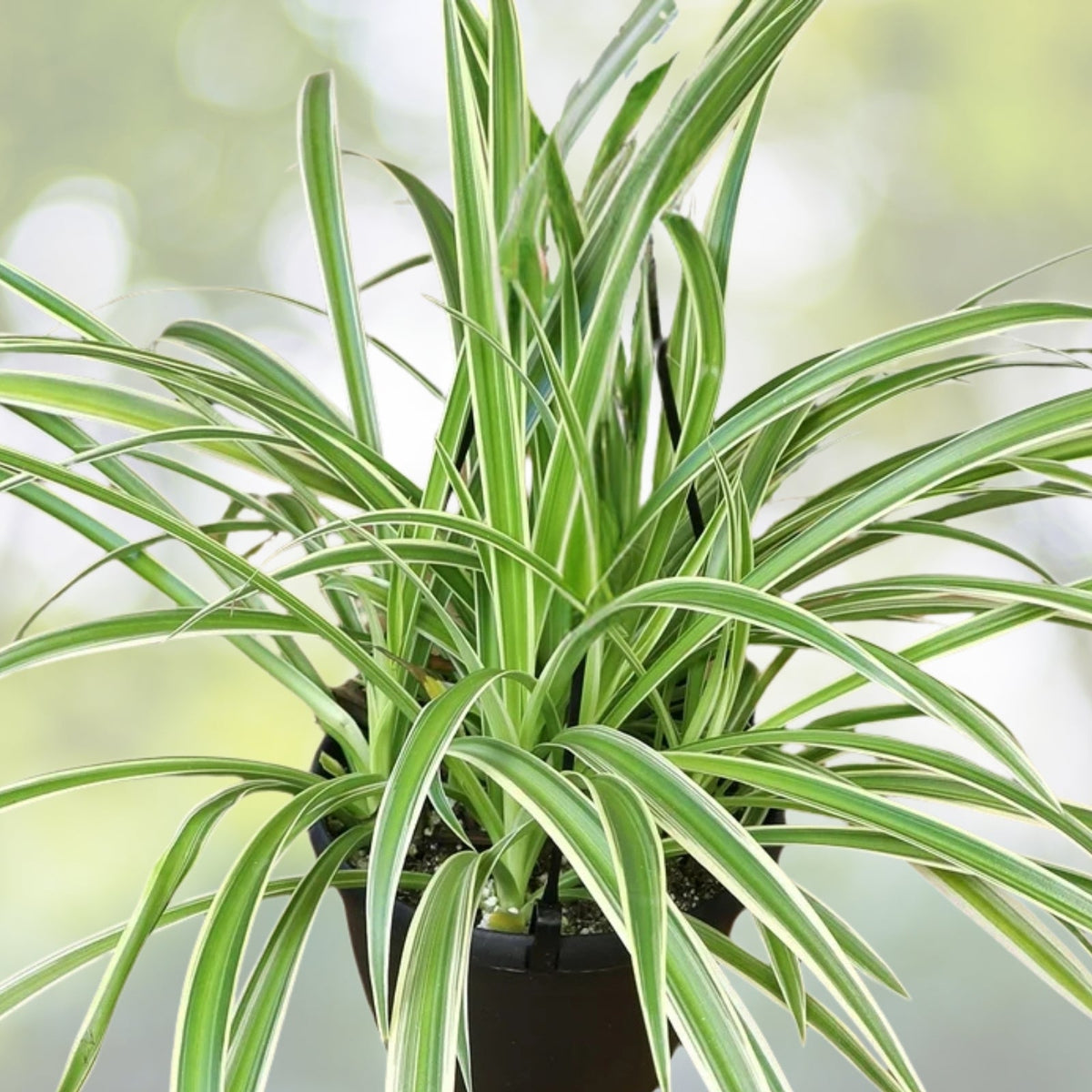Variegated Spider Plant 6in Hanging Basket Chlorophytum comosum 'Variegatum' Easy Care Indoor Houseplant