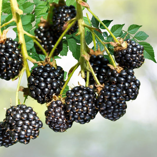 Blackberry Cuttings - 3 Fresh Unrooted Organic Planting Cuttings - Rubus fruticosus - Wild USA Variety