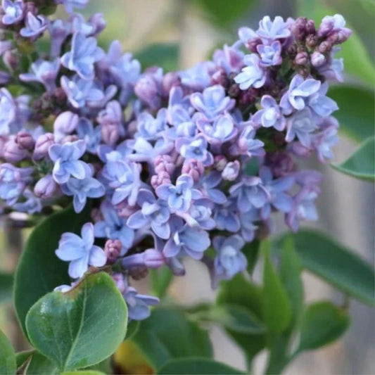 Common Lilac Live Plant 4" Pot Cold Hardy Double Blue Lilac Bush Syringa vulgaris