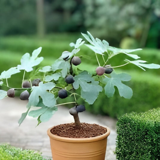 Chicago Hardy Fig Live Plant - 14 Inch Ficus carica Edible Fruit Bare Root Tree for Garden and Patio
