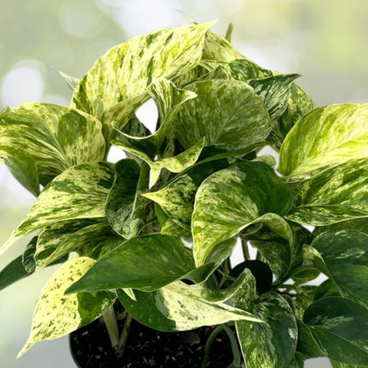Lot of 4 Marble Queen Pothos, 4in Pot, Variegated Green & White, Epipremnum aureum 'Marble Queen' Houseplants
