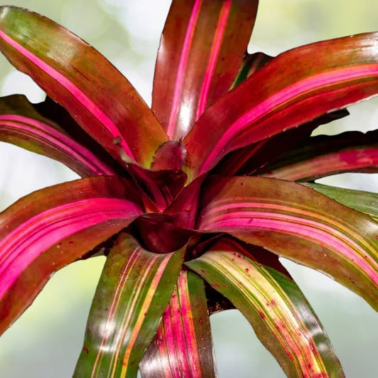 Neoregelia Plant in 6" Pot, Tropical Bromeliad, Neoregelia Julia, Indoor Houseplant, Exotic Greenery