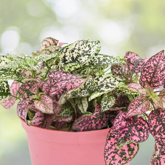 Pink Polka Dot Plant 6" - Hypoestes phyllostachya - Colorful Indoor Houseplant with Spotted Foliage for Bright Spaces
