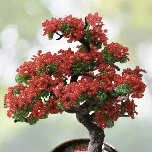 Red Flame Tree Seeds | 10 Count | Delonix regia Bonsai Variety | Tropical Plant Seeds | Free Shipping
