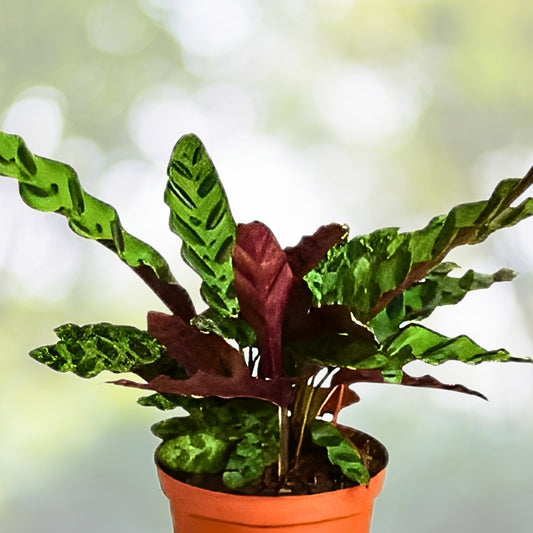 Calathea Lancifolia Rattlesnake Plant 6" Pot | Easy Care Indoor Houseplant | Tropical Foliage | Calathea sp.