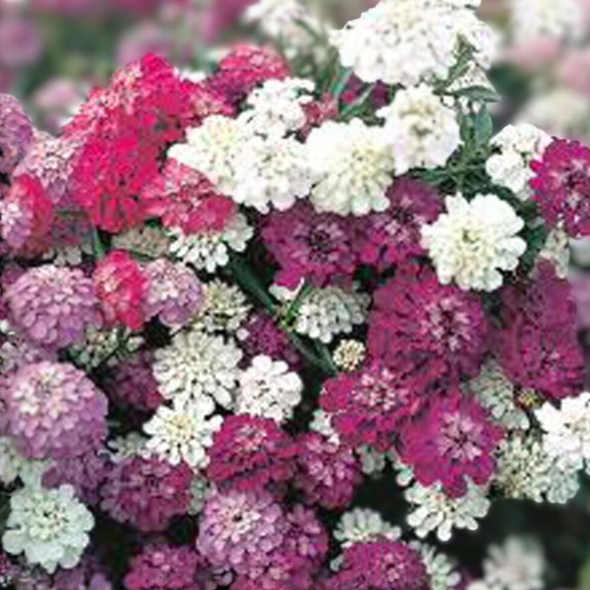 Dwarf Candytuft Seeds - Fairy Mix, 50+ Pink, Lavender, White Flowers - Iberis umbellata, Flower Seeds for Garden, Landscaping